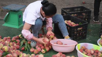 桃最新品种揭秘，小巷里的甜蜜果实盛宴
